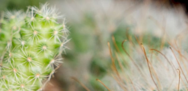 Plant Biology Europe 2016