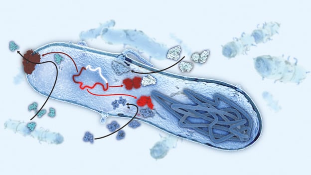 Detecting antimicrobial resistance causing mutations using a custom-designed variant database